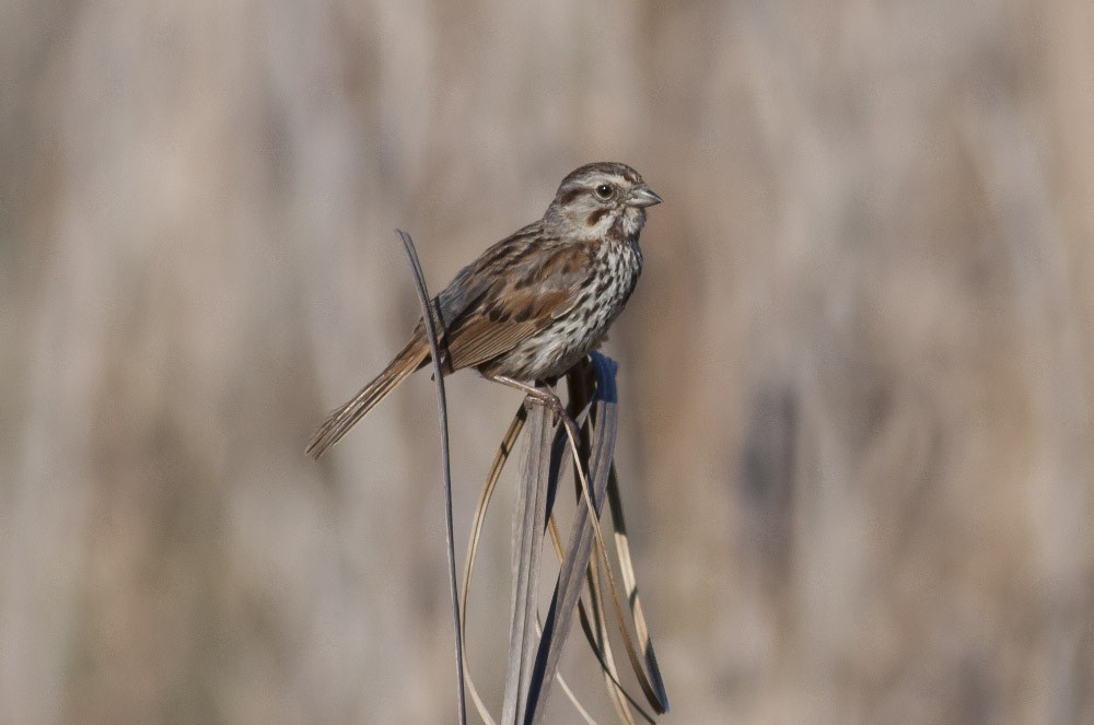 Song Sparrow (heermanni Group) - ML38907741