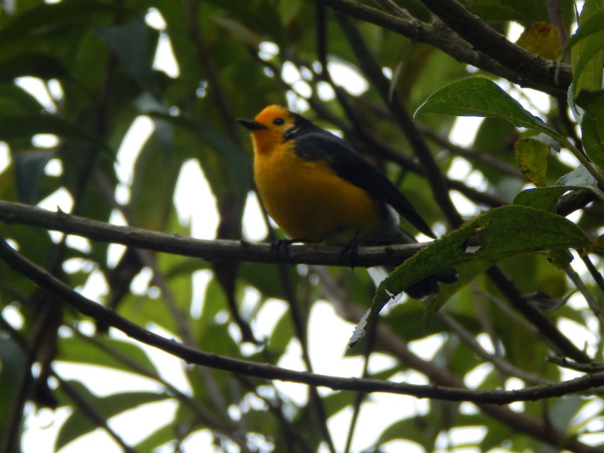 Golden-fronted Redstart - Juan Sebastian Pinchao Piedrahita