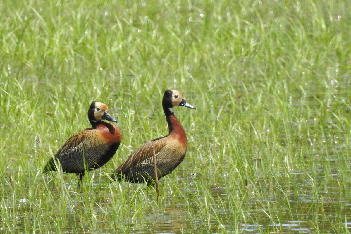 White-faced Whistling-Duck - ML389078451