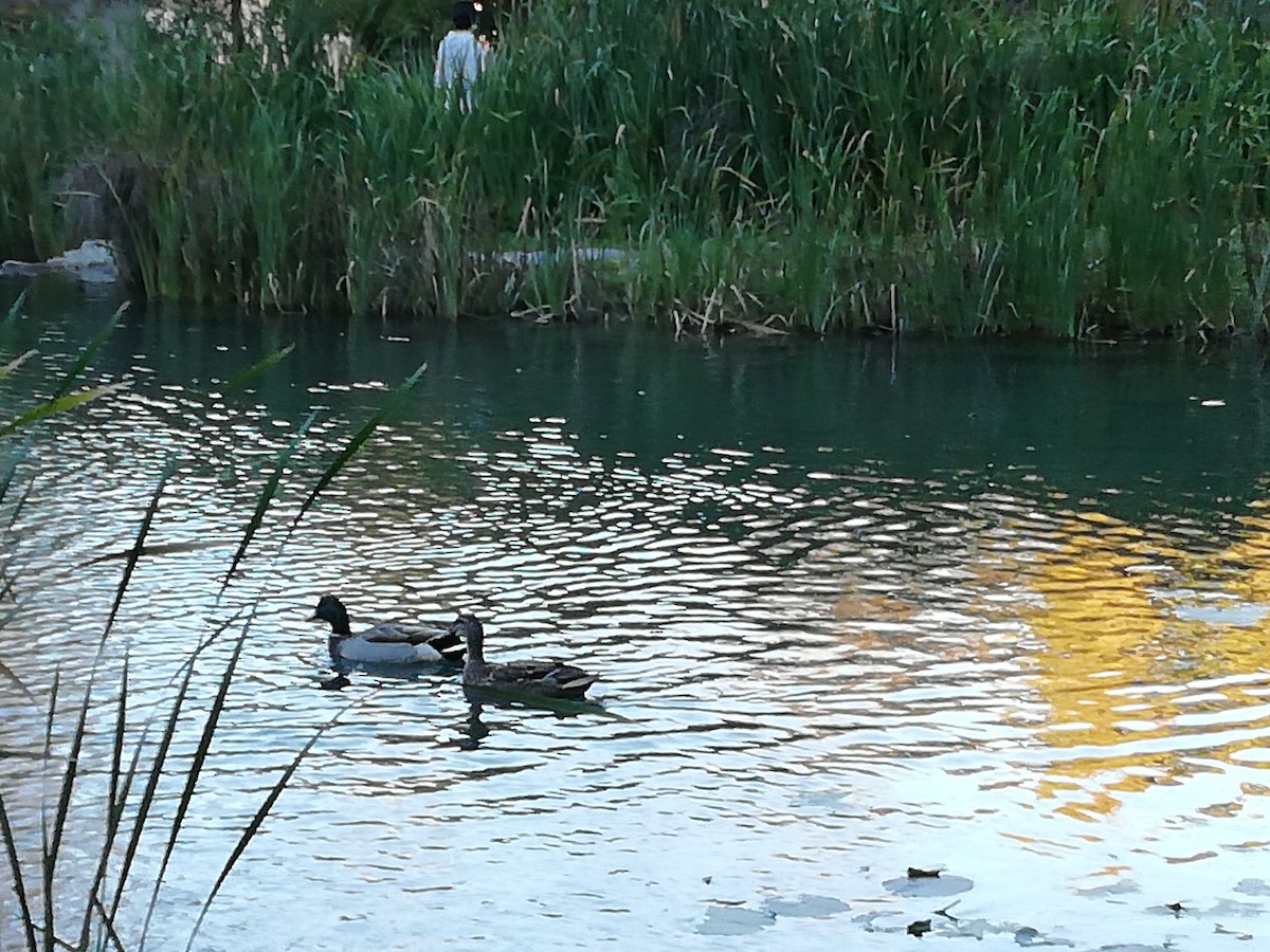 Mallard - Margarida Azeredo