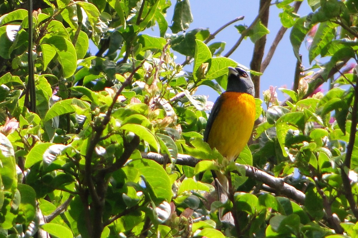 Blue-and-yellow Tanager - ML38907861