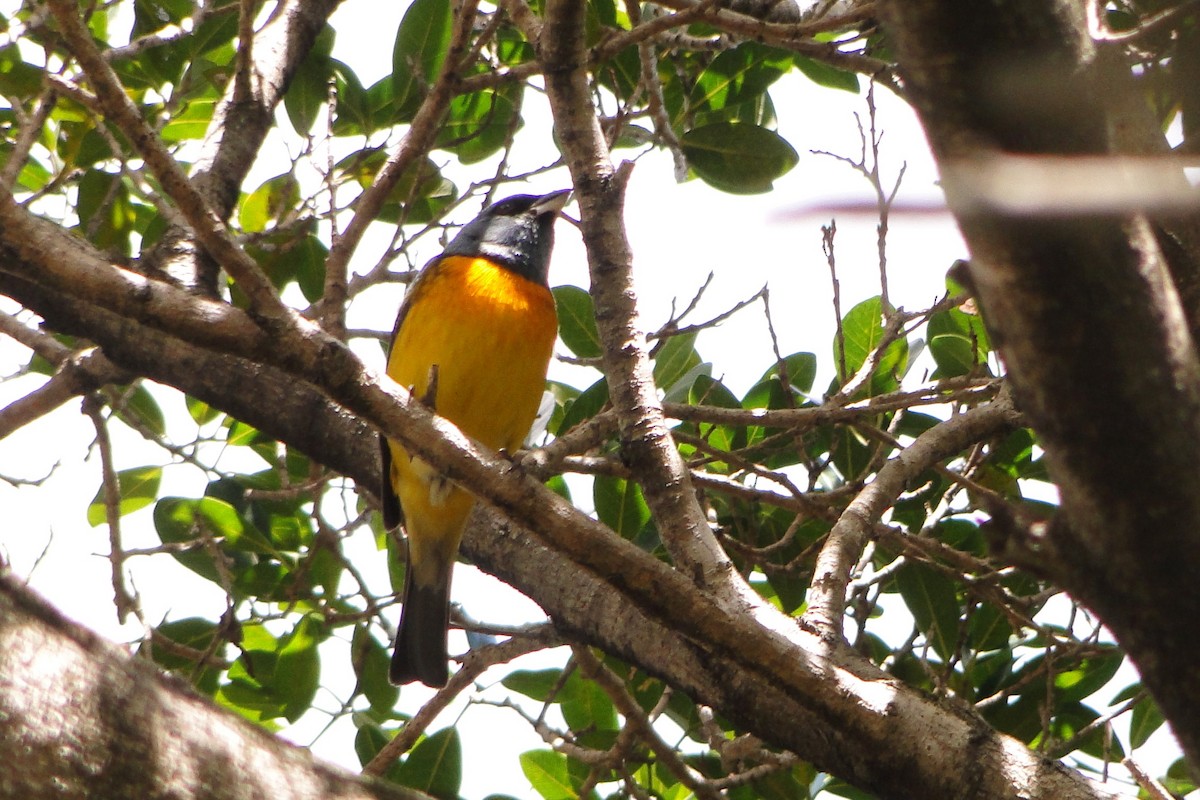 Blue-and-yellow Tanager - ML38907891