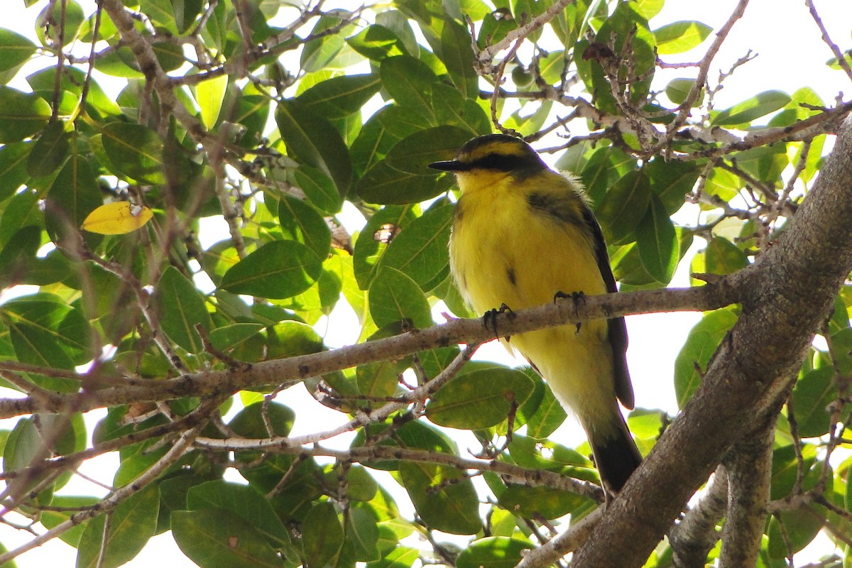 Yellow-browed Tyrant - ML38907921