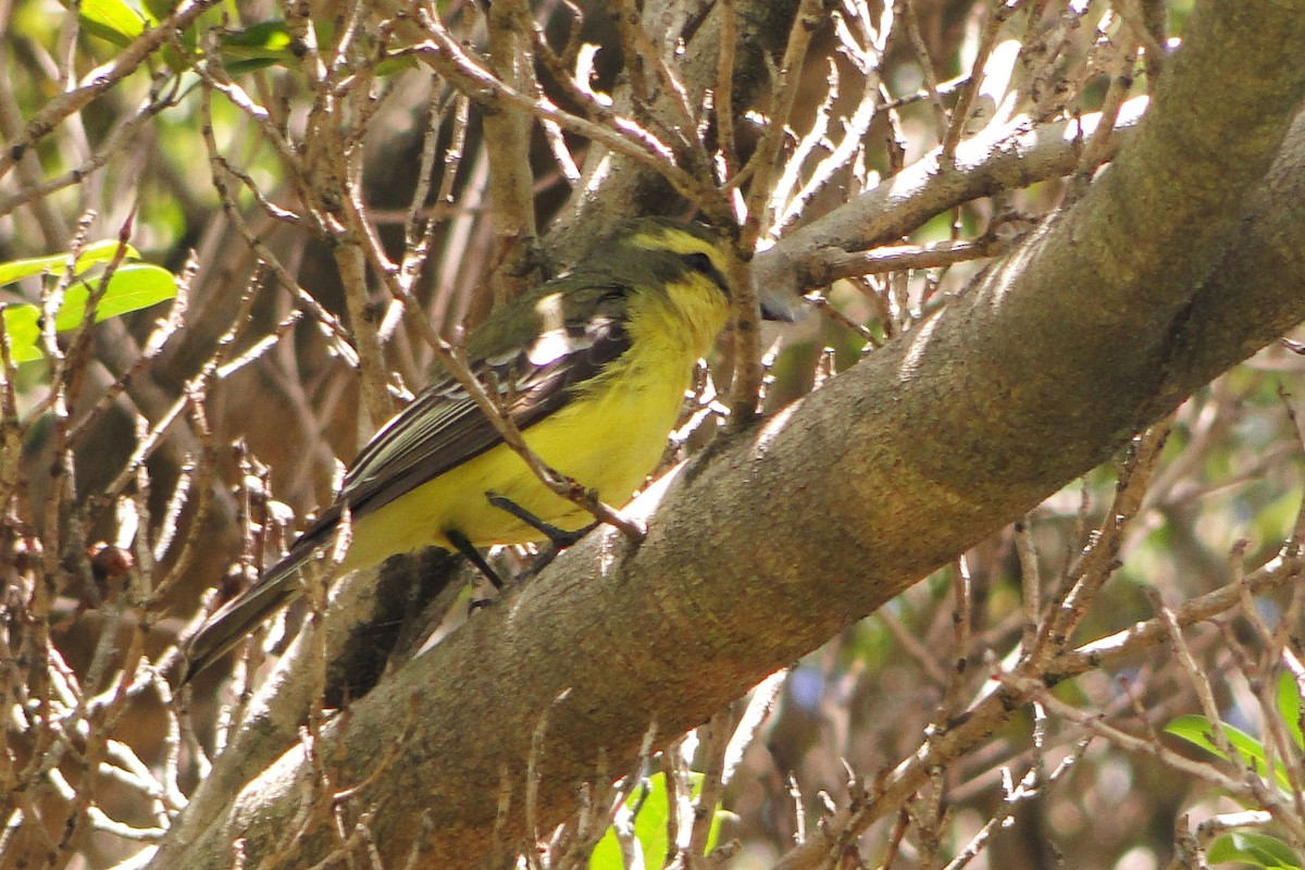 Yellow-browed Tyrant - ML38907931