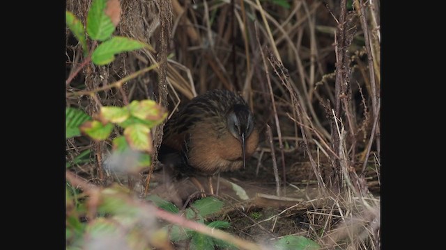 Virginia Rail - ML389079341