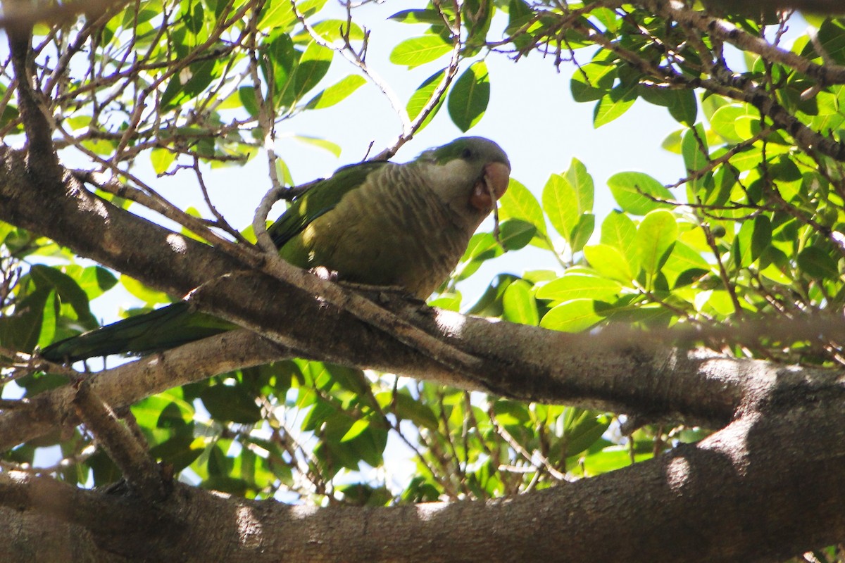 Monk Parakeet - ML38907941