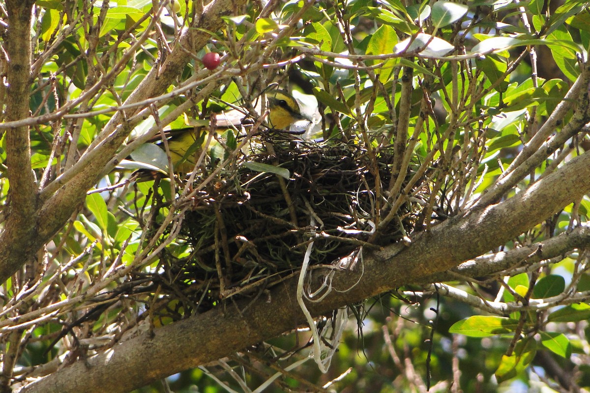 Yellow-browed Tyrant - ML38907951