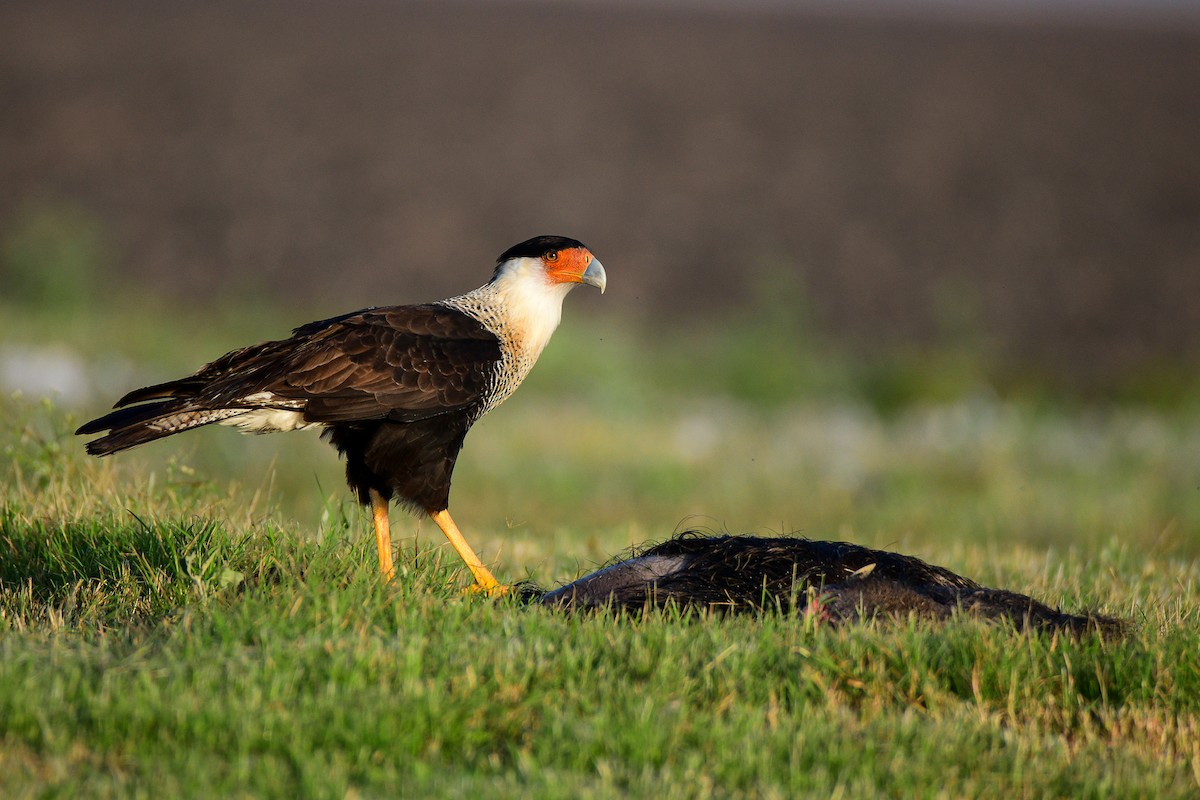 Crested Caracara - ML389079751