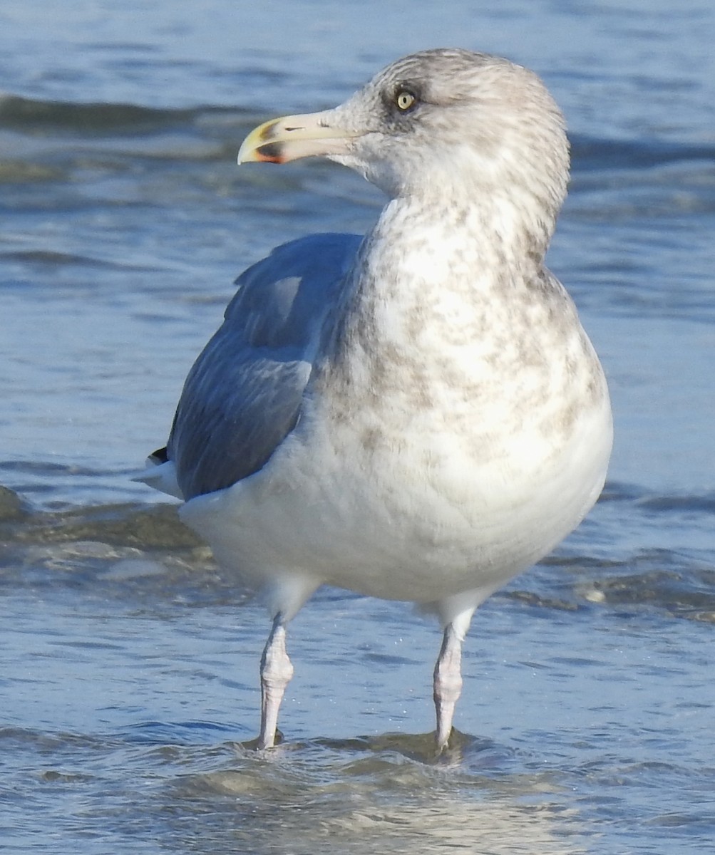 Goéland argenté - ML389080031