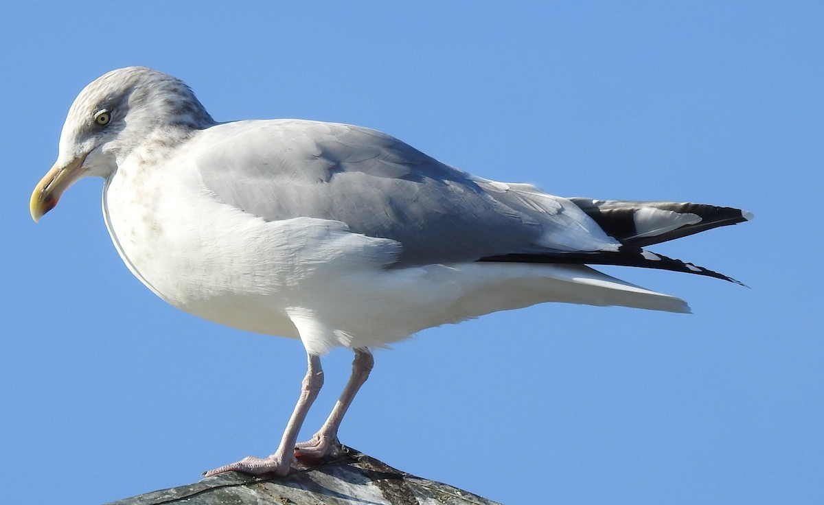 Herring Gull - ML389080101