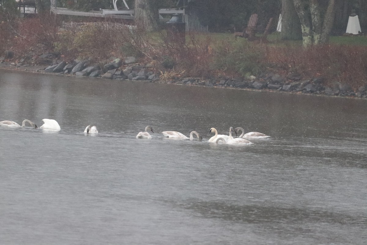 Trumpeter Swan - Robert Richard