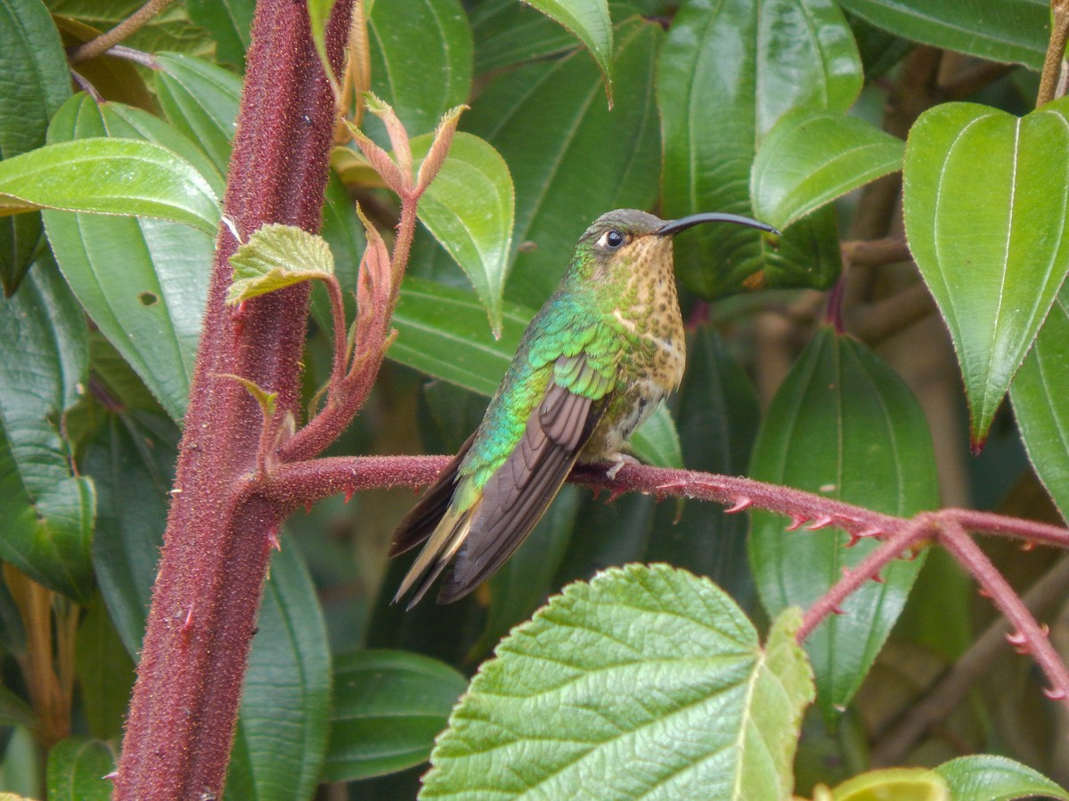 kolibřík aksamitový - ML389081401