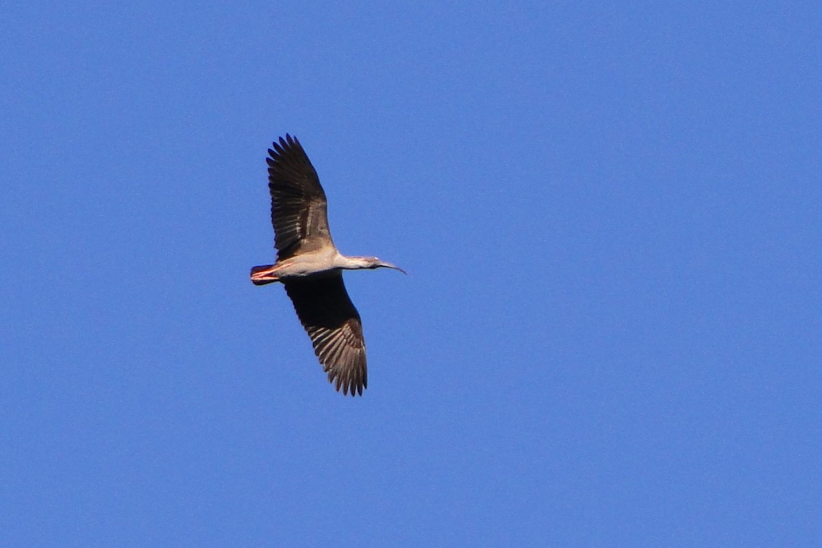 ibis běločelý - ML38908181