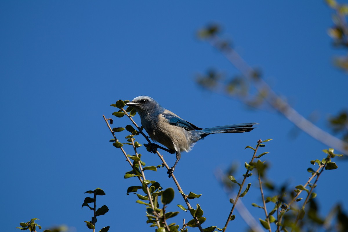 Florida Scrub-Jay - Ian Souza-Cole