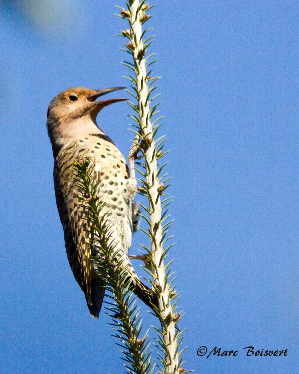 Northern Flicker - ML38908371