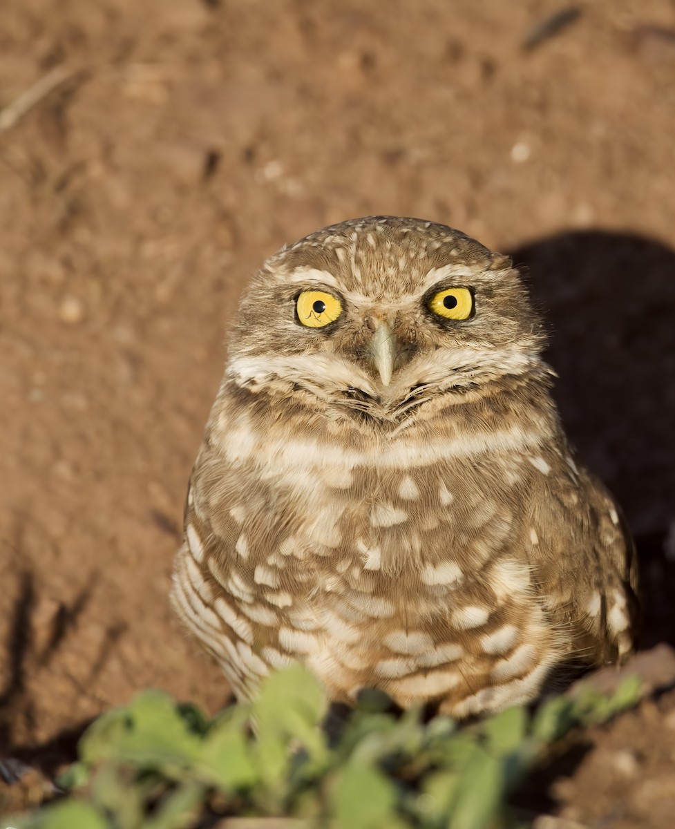 Burrowing Owl - ML389086761