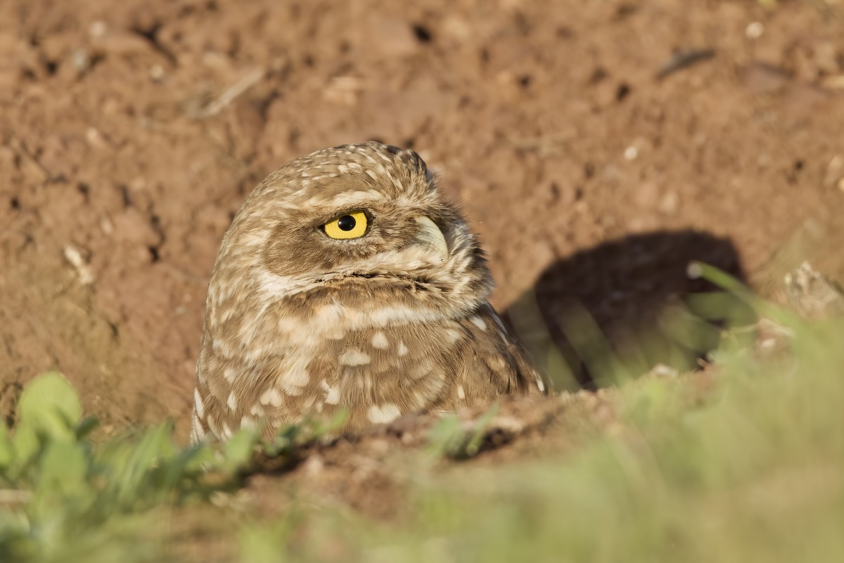 Burrowing Owl - ML389086771