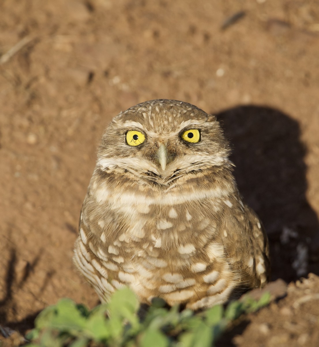 Burrowing Owl - ML389086801