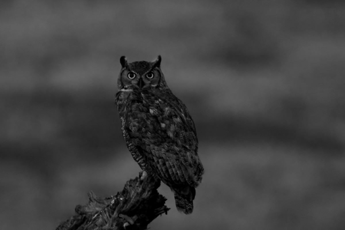 Great Horned Owl - ML389087011