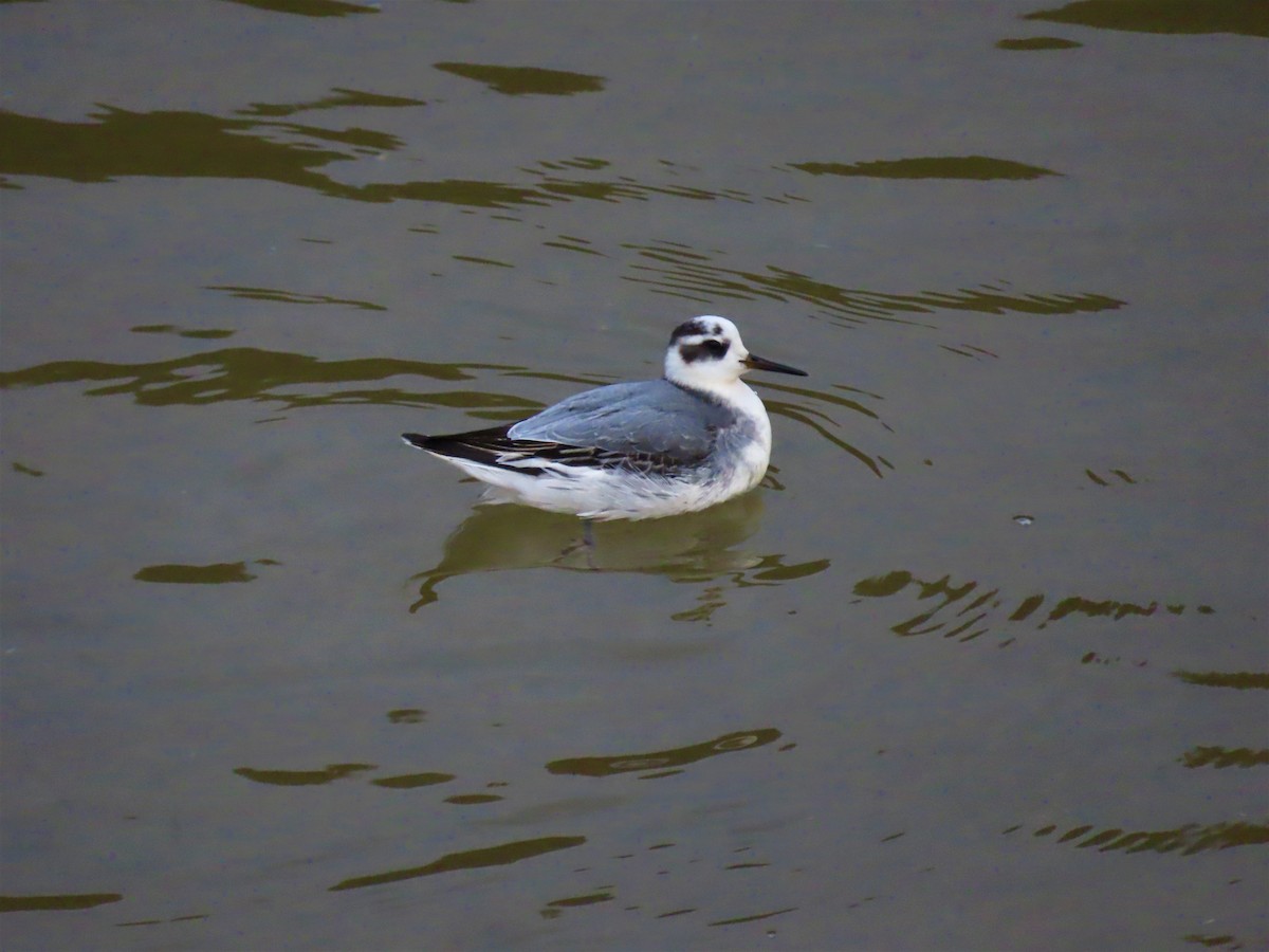 Red Phalarope - ML389087021