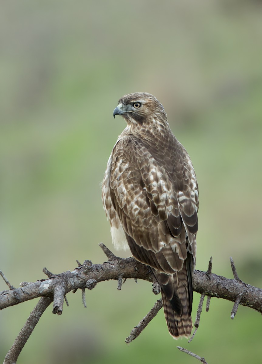 Red-tailed Hawk - ML389087331