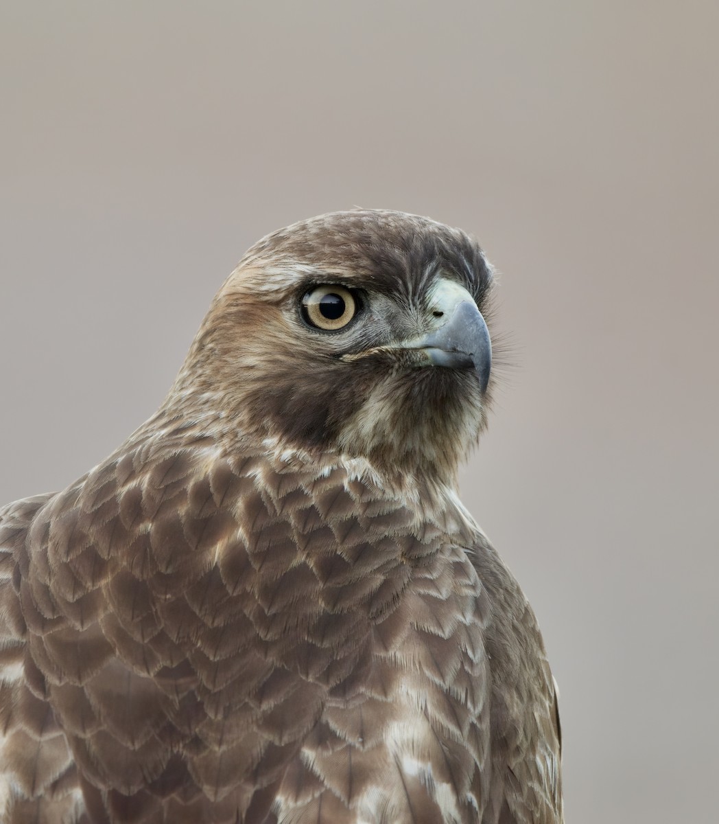 Red-tailed Hawk - ML389087351