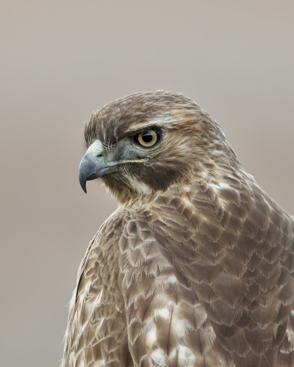 Red-tailed Hawk - ML389087361