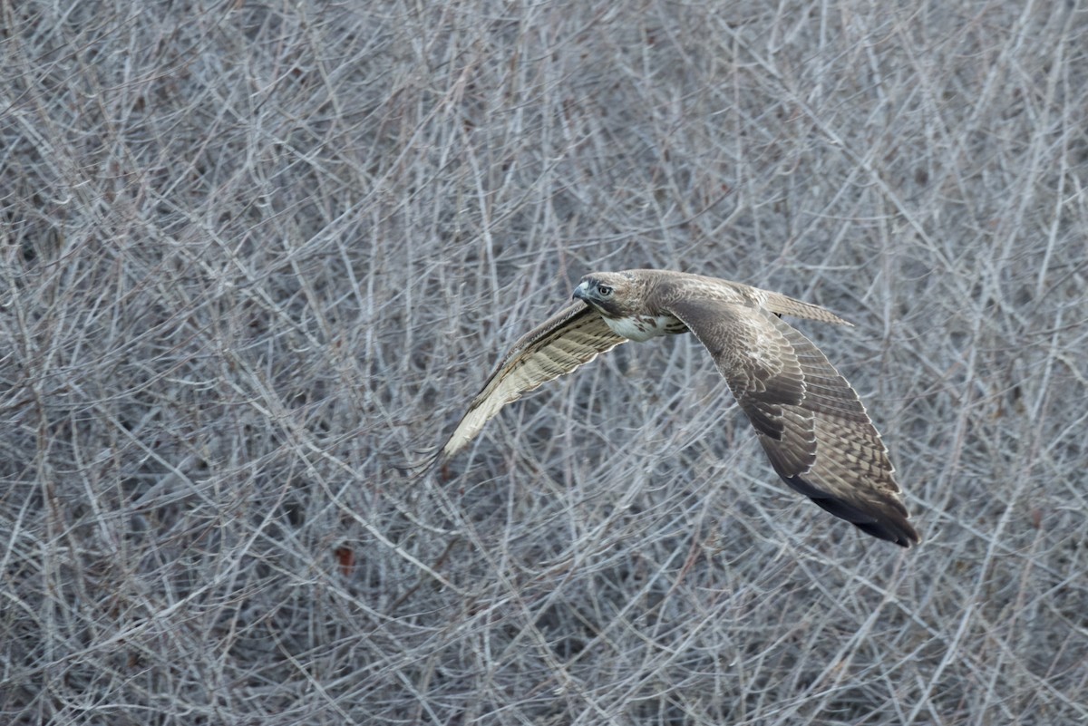 Red-tailed Hawk - ML389087381