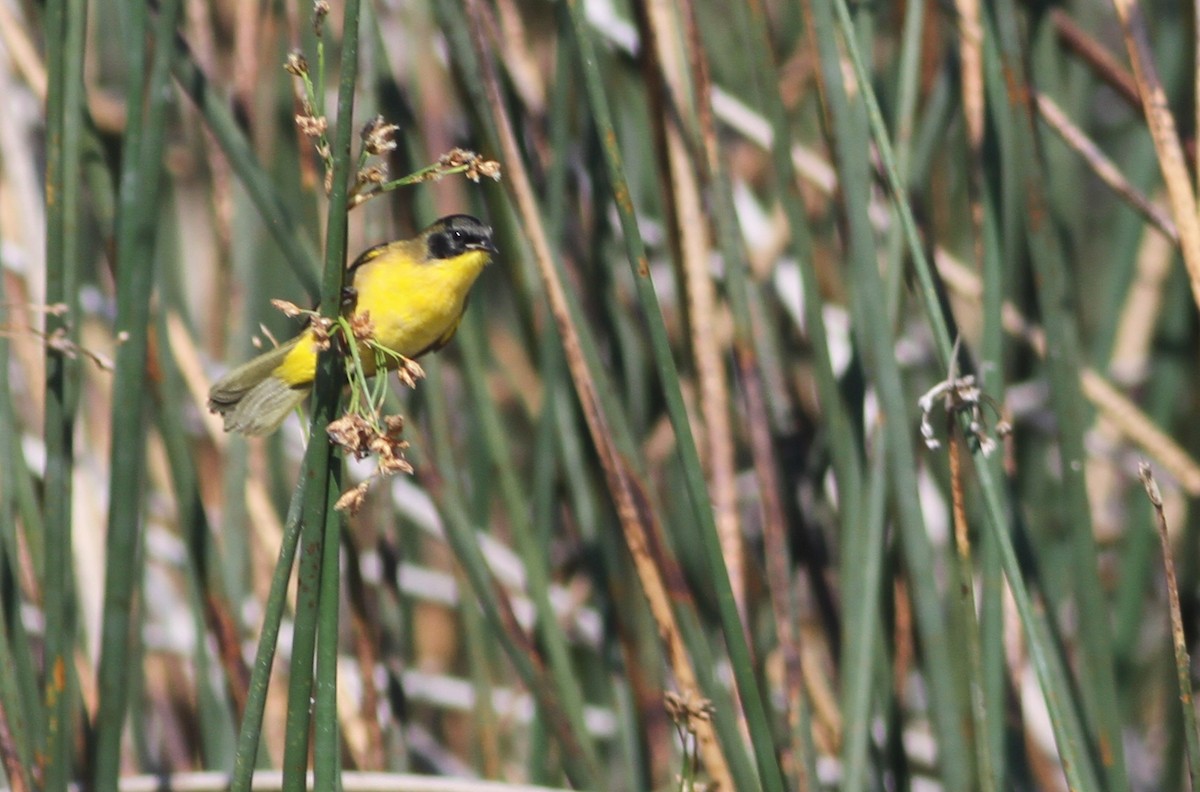 Black-polled Yellowthroat - ML38908861