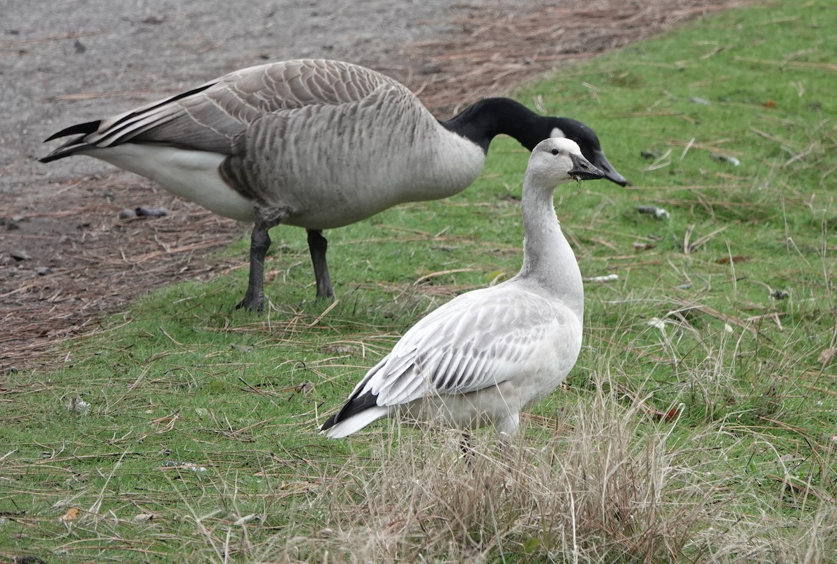 Snow Goose - dave koehler