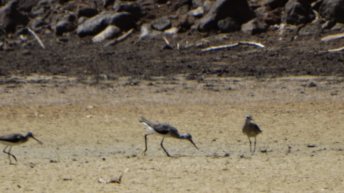 Greater Yellowlegs - ML389091991