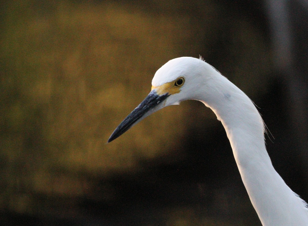 Snowy Egret - ML38909231