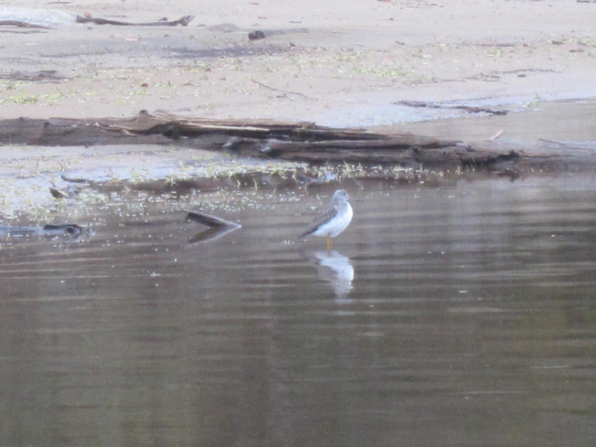 Greater Yellowlegs - ML38909271