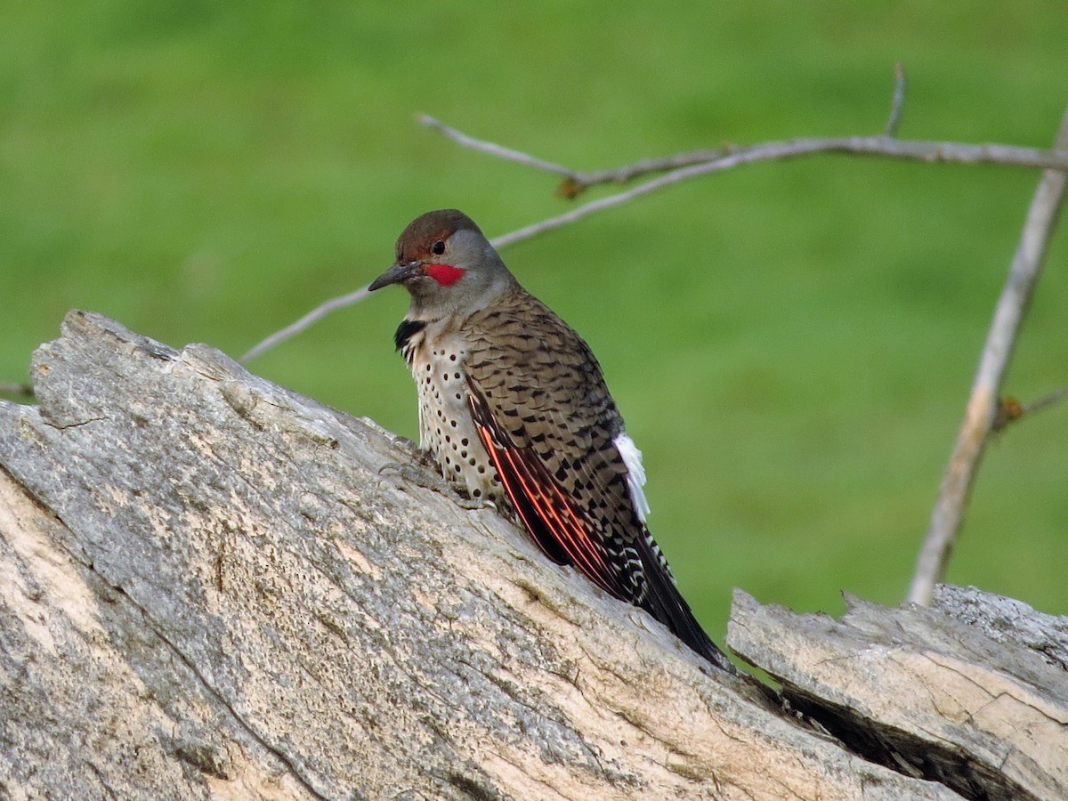 Northern Flicker (Red-shafted) - ML389093281