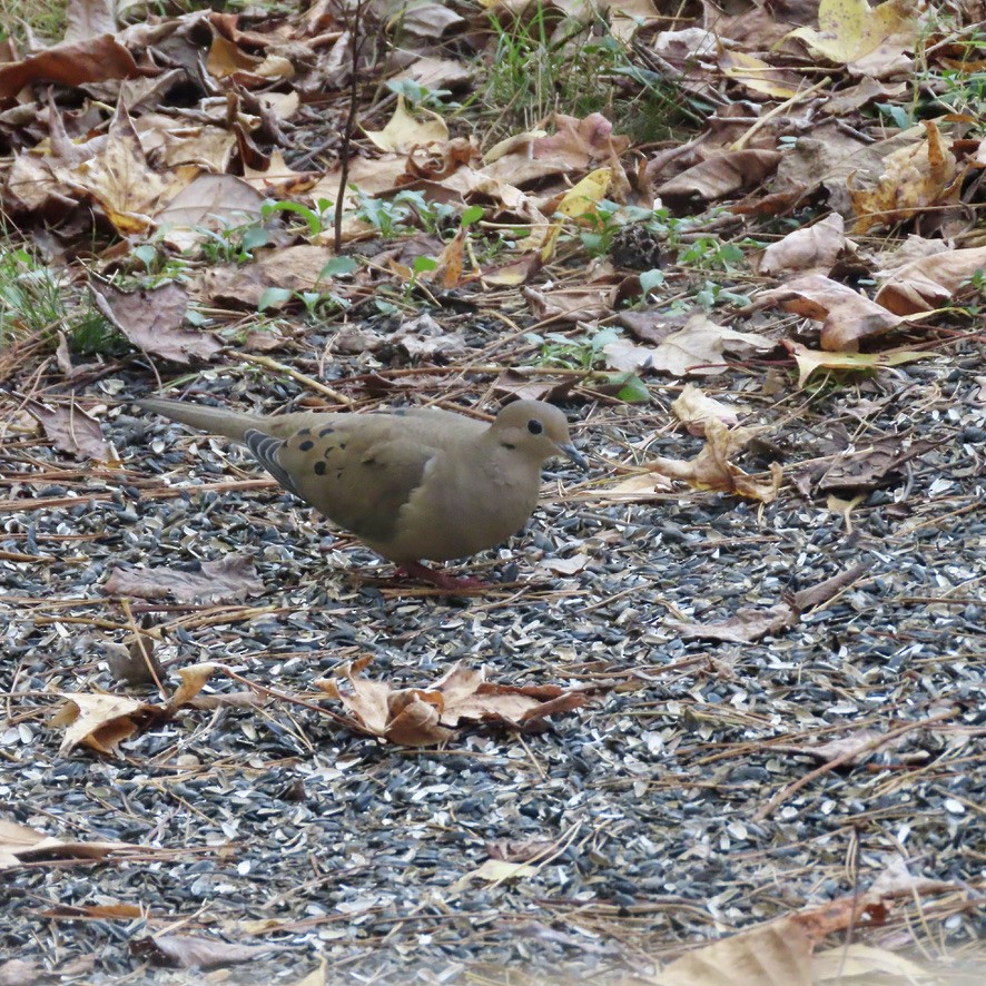 Mourning Dove - ML389093331