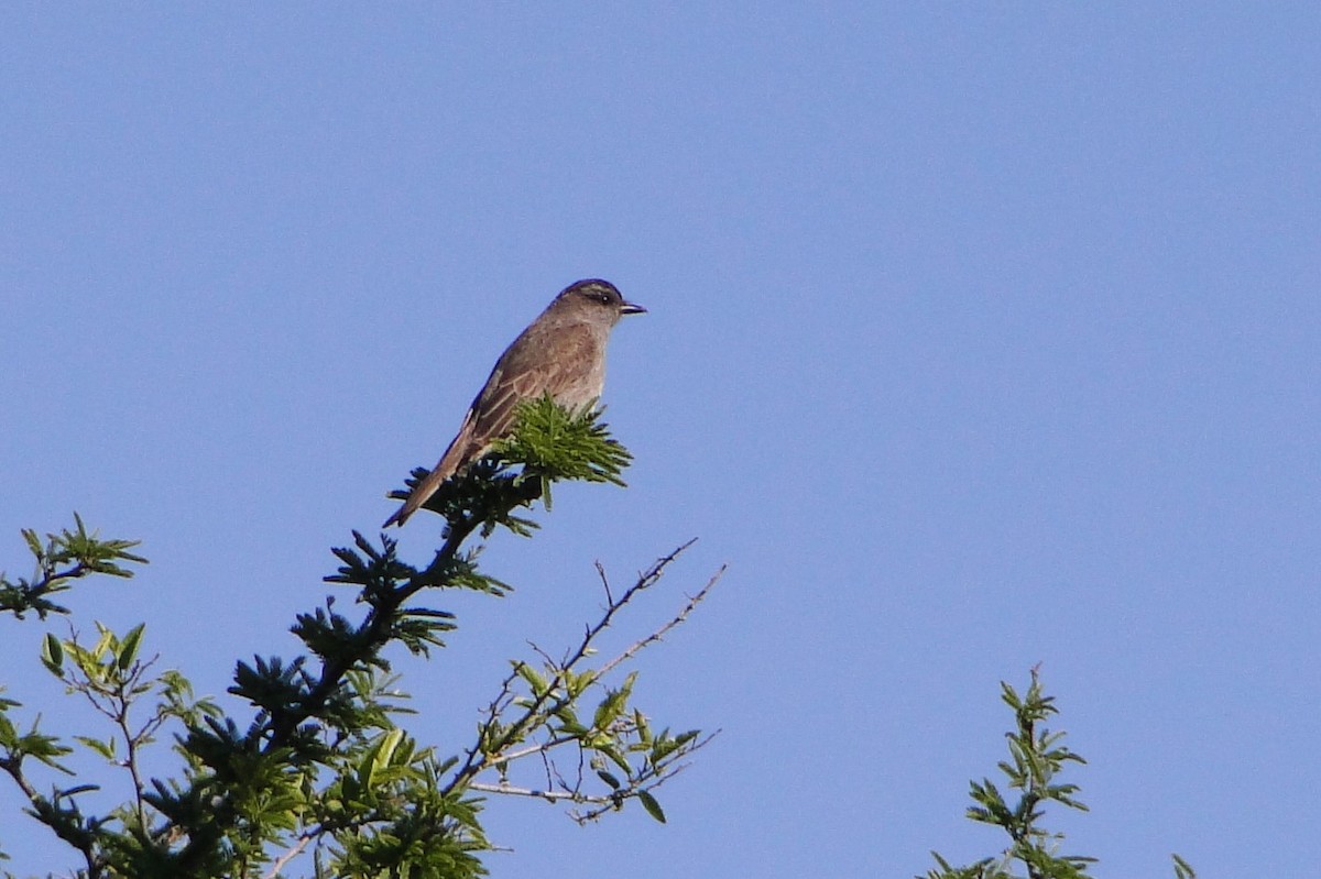 Crowned Slaty Flycatcher - Carlos Otávio Gussoni