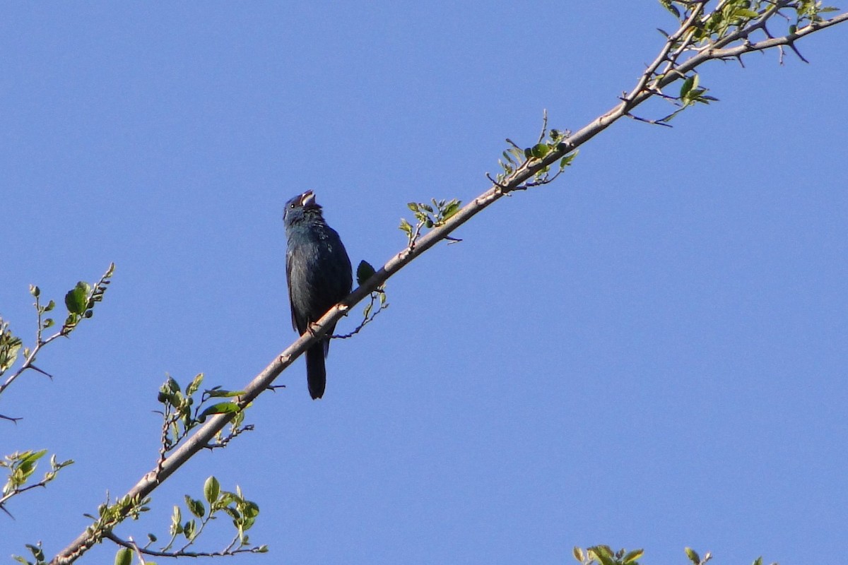 Glaucous-blue Grosbeak - ML38909571