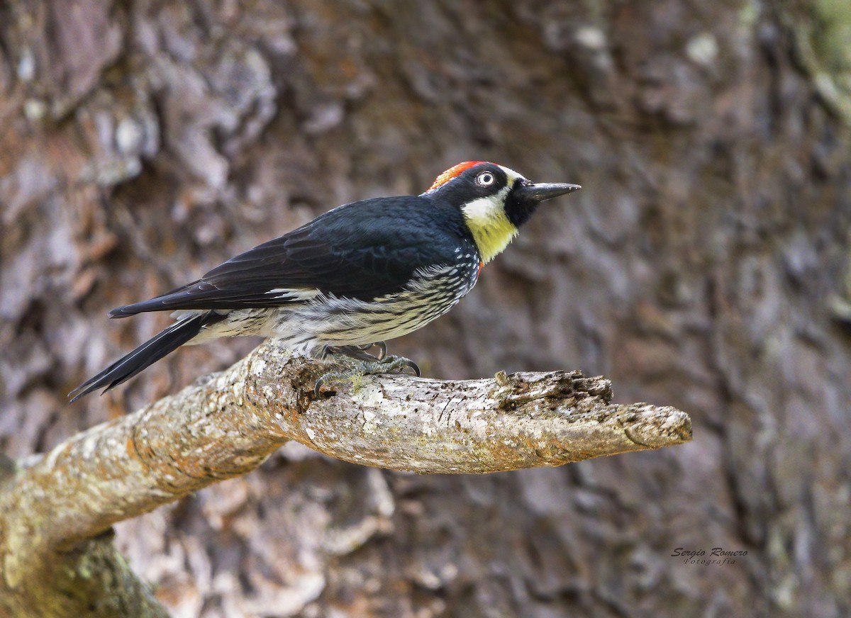 Acorn Woodpecker - ML389095751