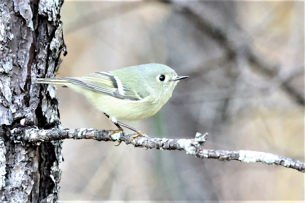 Ruby-crowned Kinglet - ML389096341