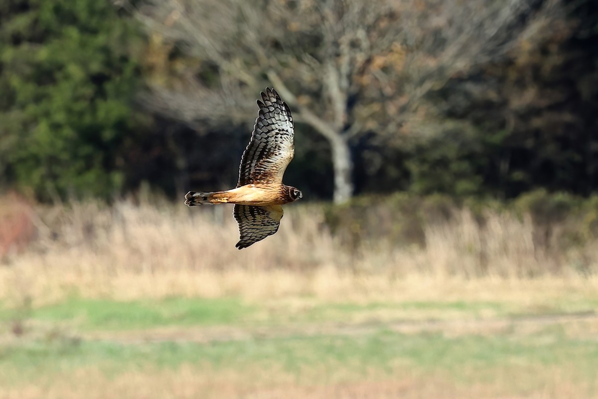 Northern Harrier - ML389096951