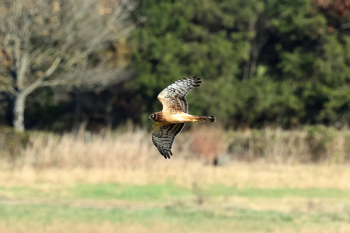 Northern Harrier - ML389096971