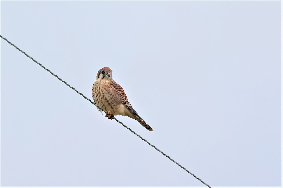 American Kestrel - ML389097781