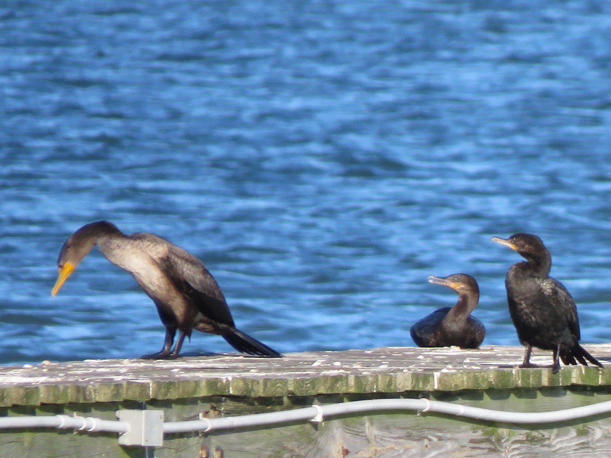 Double-crested Cormorant - ML389098481