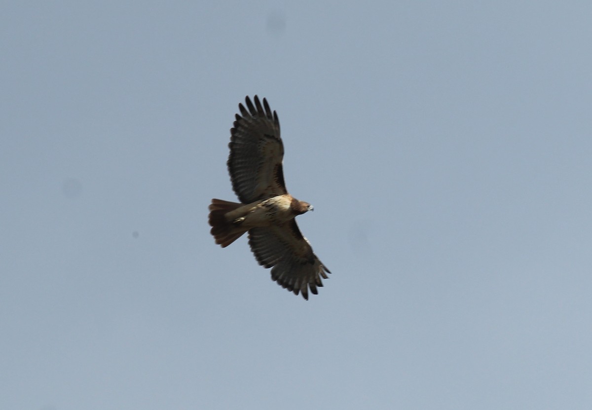 Red-tailed Hawk - ML389099821