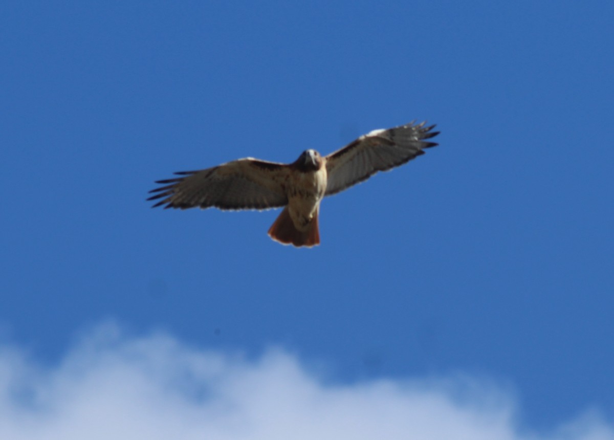 Red-tailed Hawk - ML389099841