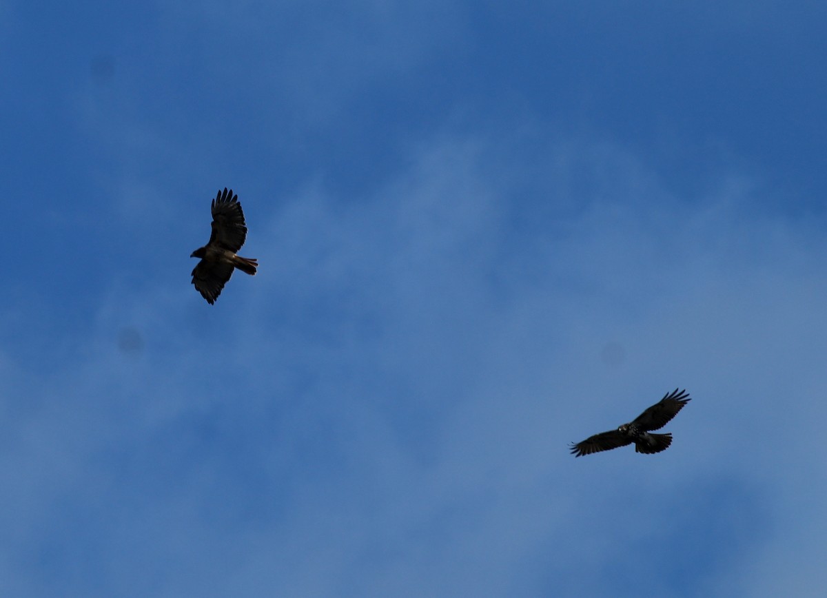 Red-tailed Hawk - ML389099861