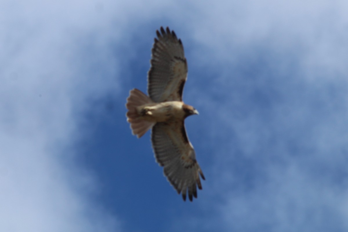 Red-tailed Hawk - ML389099881