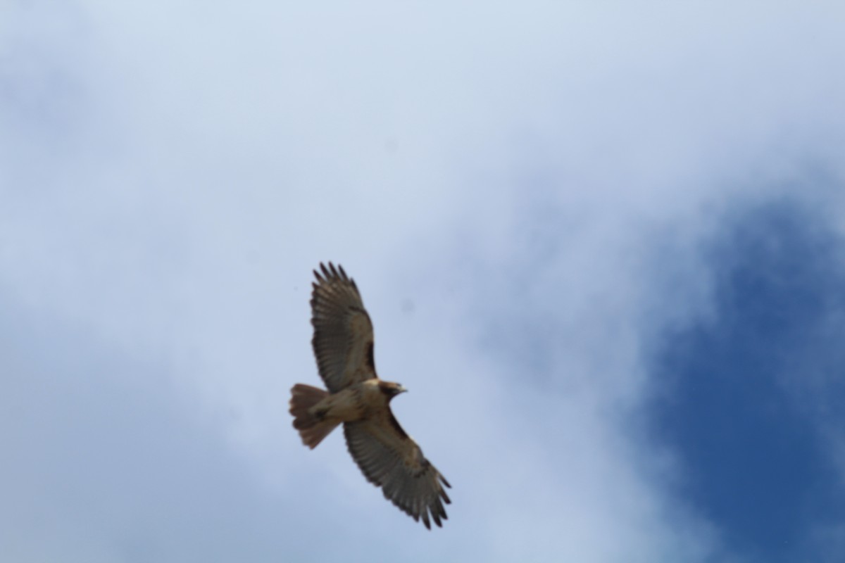 Red-tailed Hawk - ML389099961