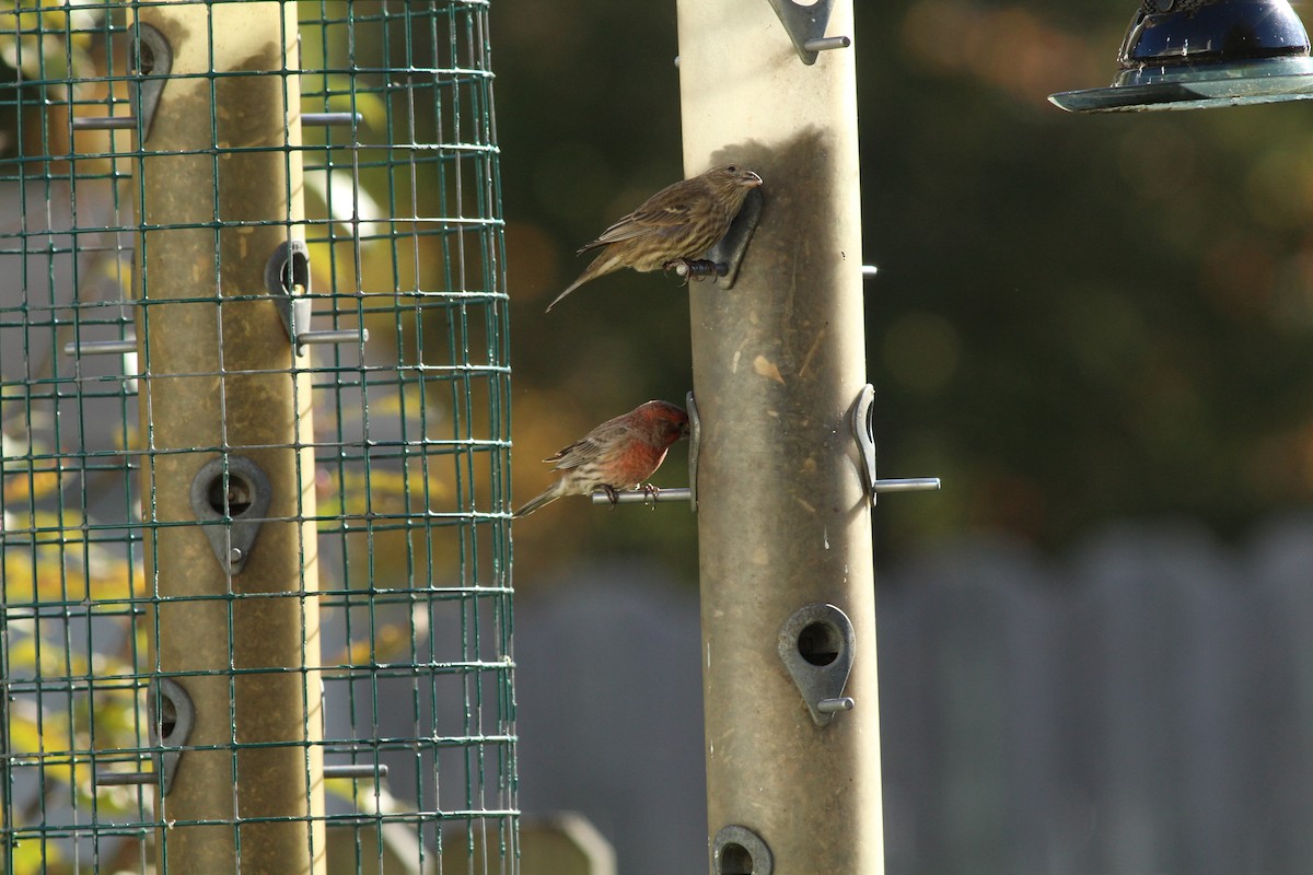 House Finch - ML389100691