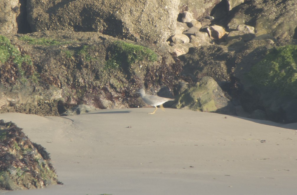 Wandering Tattler - ML38910111